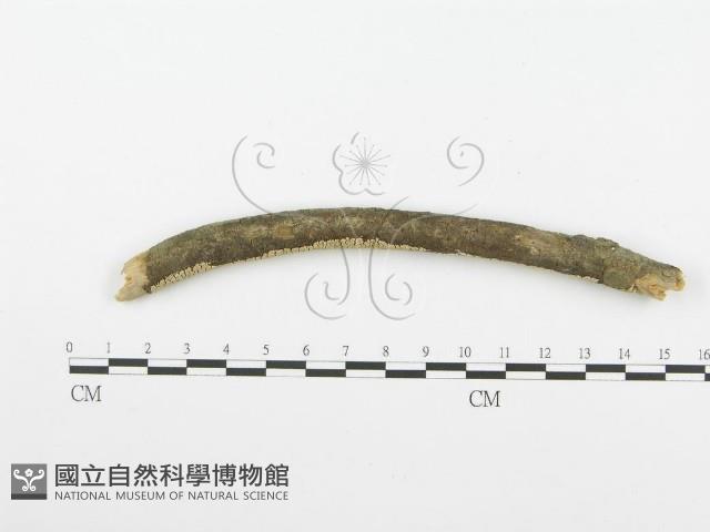 登錄號:F0001600藏品圖，第5張