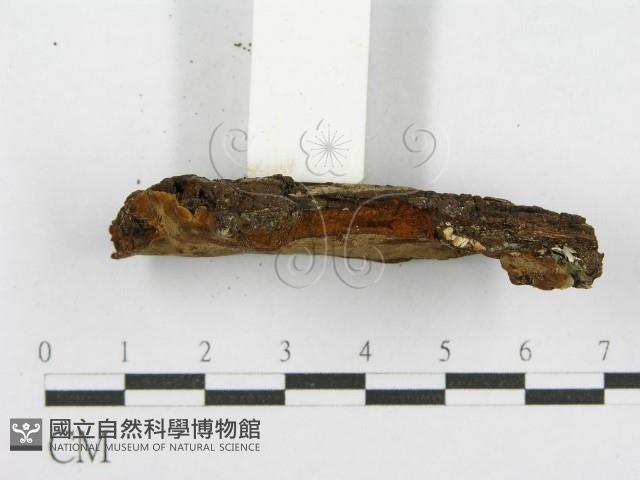 登錄號:F0017600藏品圖，第5張