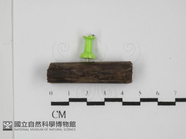 登錄號:F0031400藏品圖，第5張