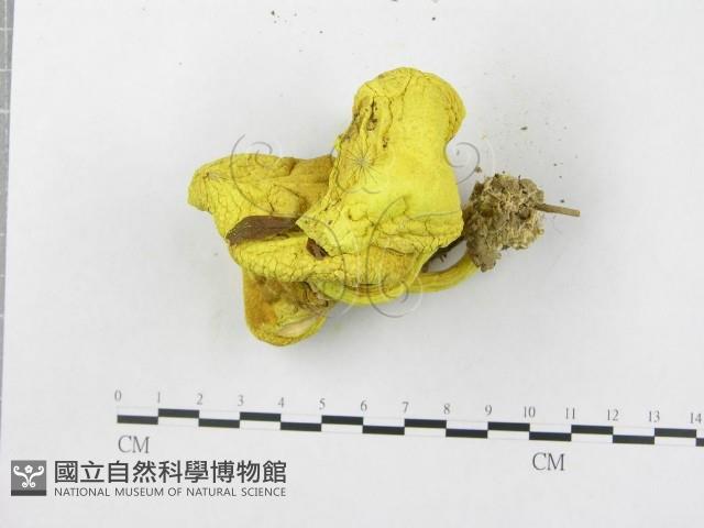 登錄號:F0004400藏品圖，第5張