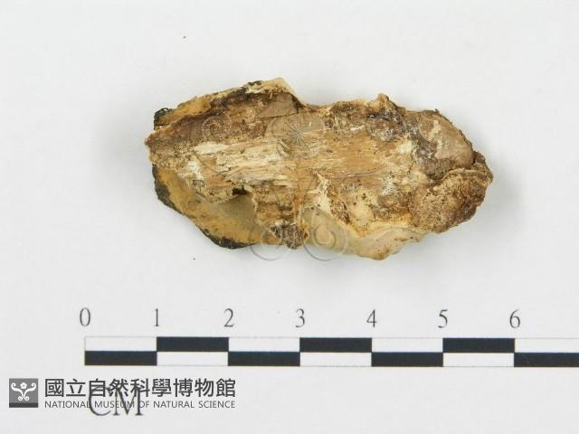 登錄號:F0017400藏品圖，第5張