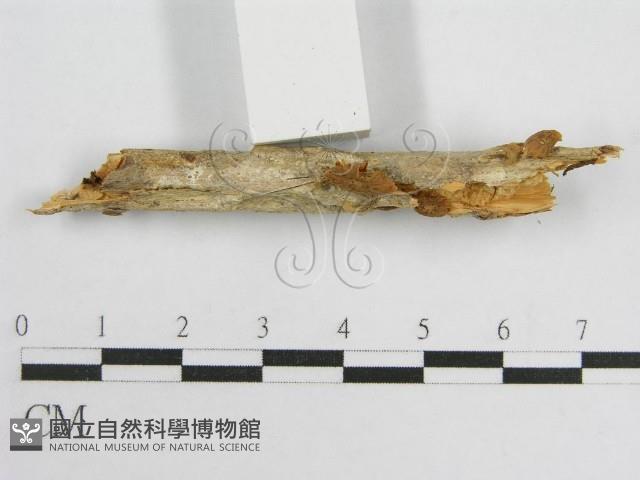 微皮傘屬藏品圖，第5張