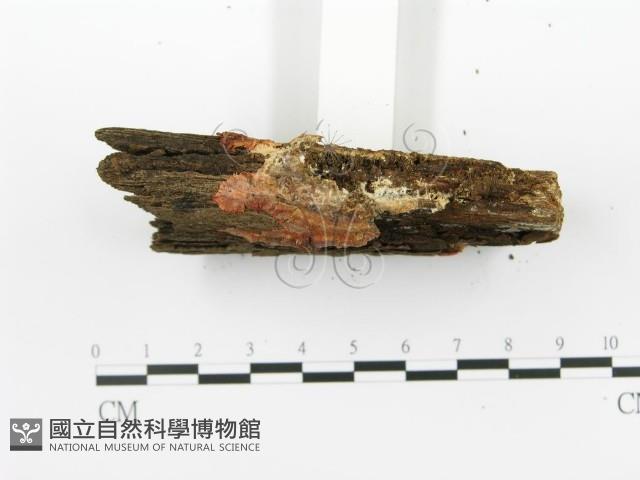 登錄號:F0014000藏品圖，第5張