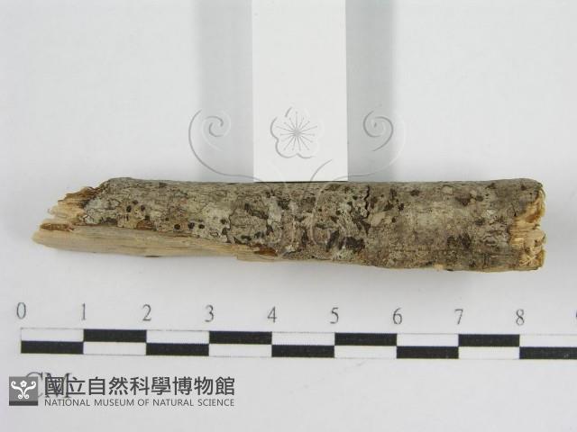 登錄號:F0012000藏品圖，第5張