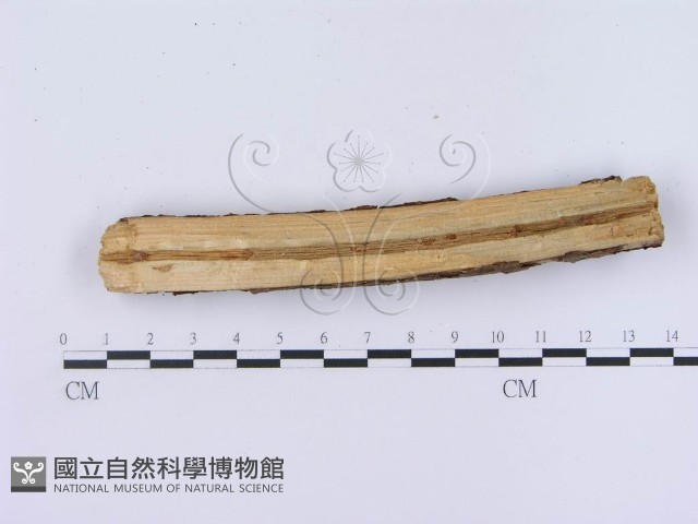 登錄號:F0003000藏品圖，第5張