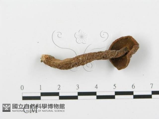登錄號:F0013000藏品圖，第5張