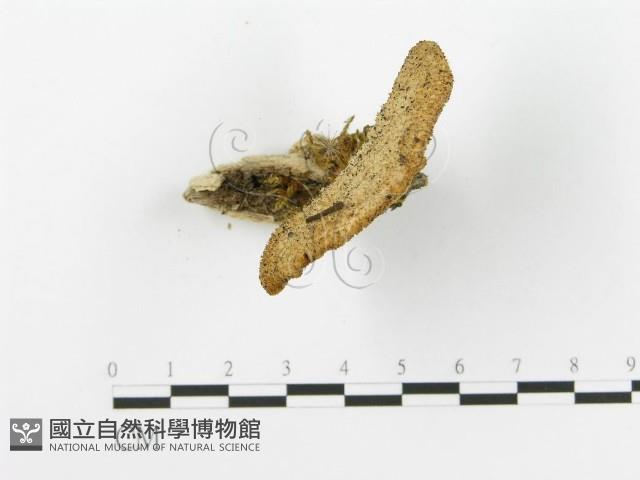 登錄號:F0016300藏品圖，第5張