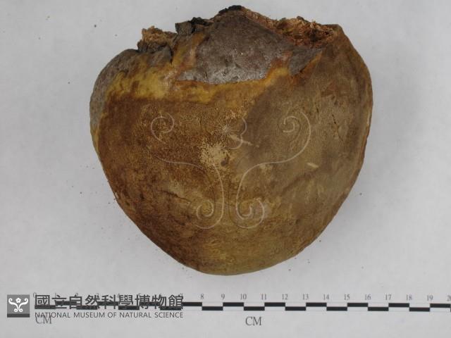 金邊纖孔菌藏品圖，第6張