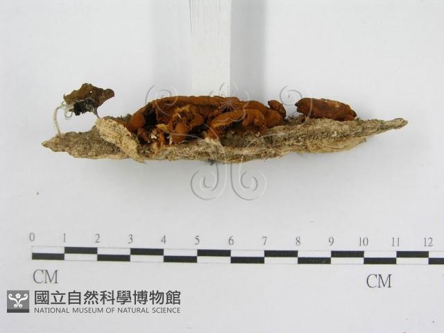 登錄號:F0015210藏品圖，第5張
