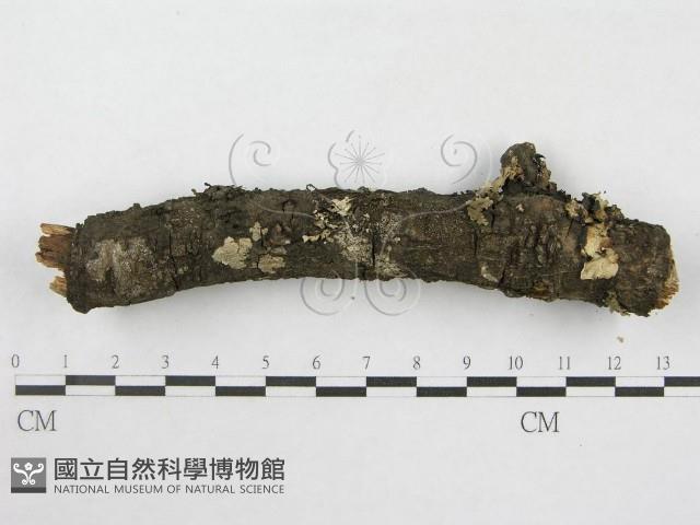 絲皮菌屬藏品圖，第5張