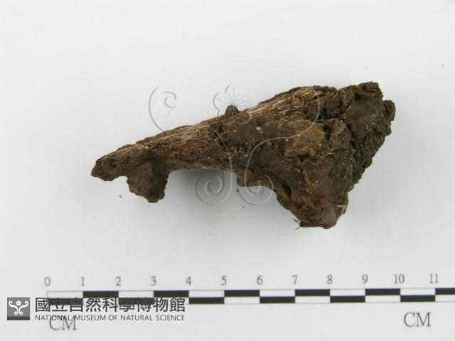 登錄號:F0010610藏品圖，第5張