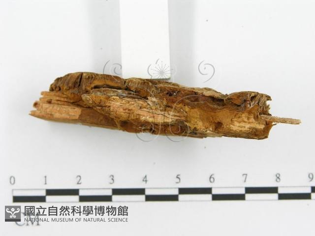 登錄號:F0017610藏品圖，第5張
