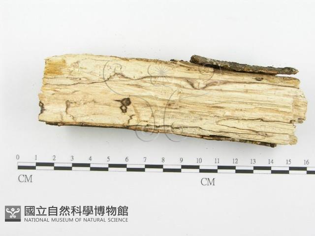 登錄號:F0002410藏品圖，第5張