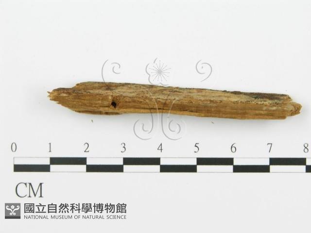 登錄號:F0016710藏品圖，第5張