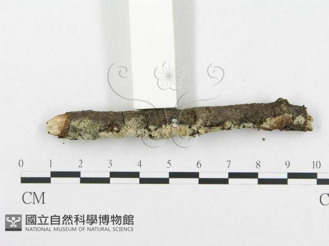 登錄號:F0002510藏品圖，第5張