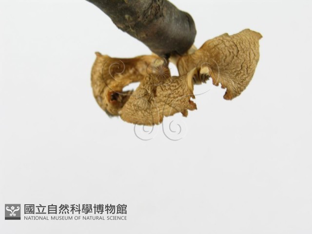 側耳屬藏品圖，第5張