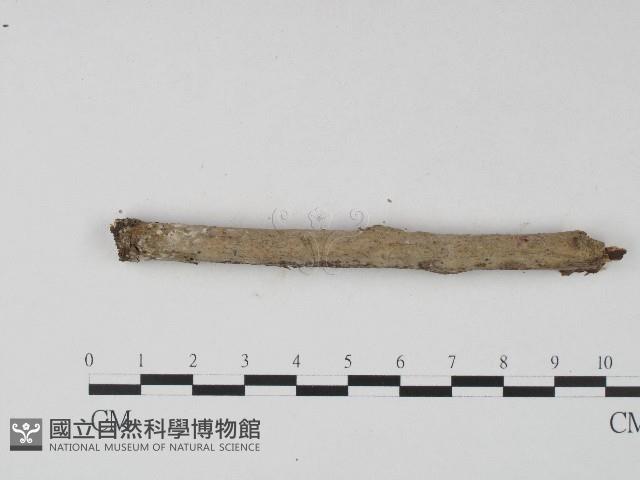 登錄號:F0004110藏品圖，第5張