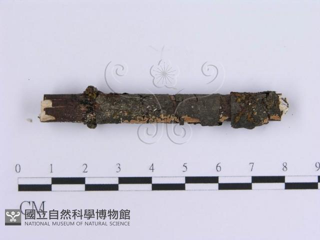 齒耳菌屬藏品圖，第5張