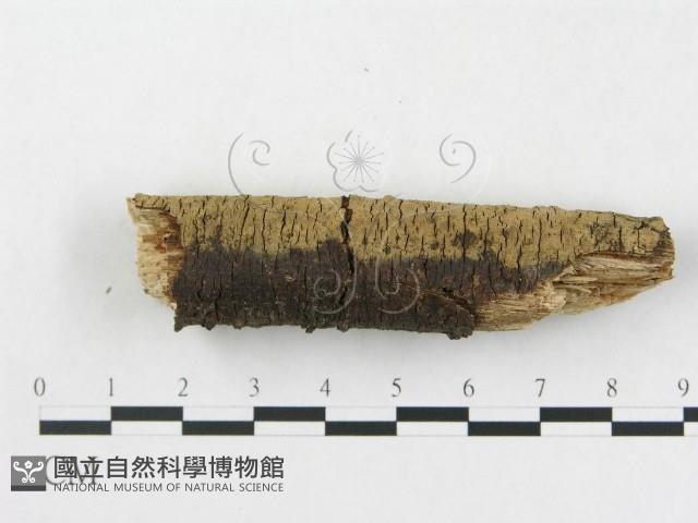 登錄號:F0005110藏品圖，第5張