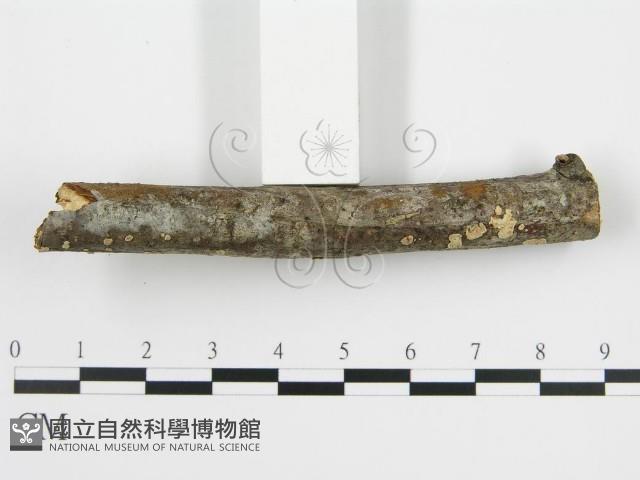 登錄號:F0004310藏品圖，第5張