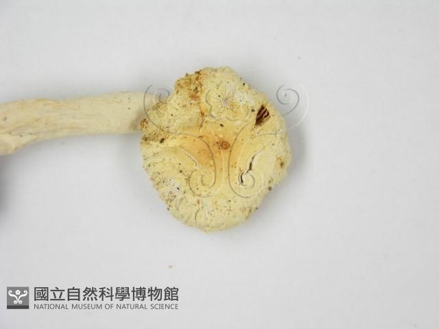 登錄號:F0013250藏品圖，第5張