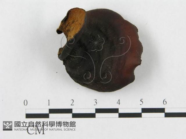登錄號:F0018850藏品圖，第5張