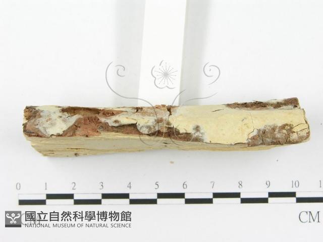 顯絲菌屬藏品圖，第5張