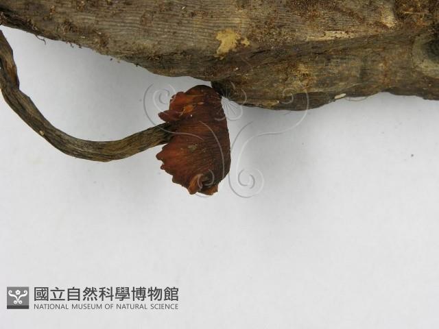 多孔菌屬藏品圖，第5張