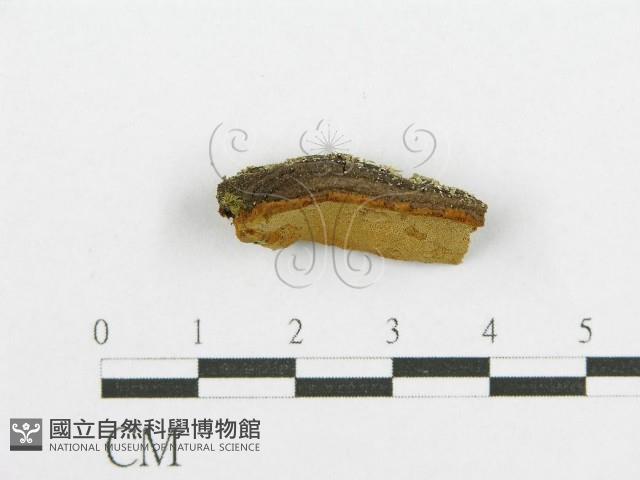 登錄號:F0017550藏品圖，第5張