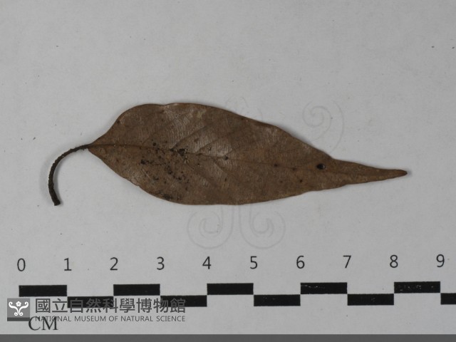 登錄號:F0033550藏品圖，第5張