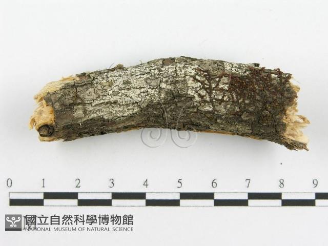 登錄號:F0014150藏品圖，第5張