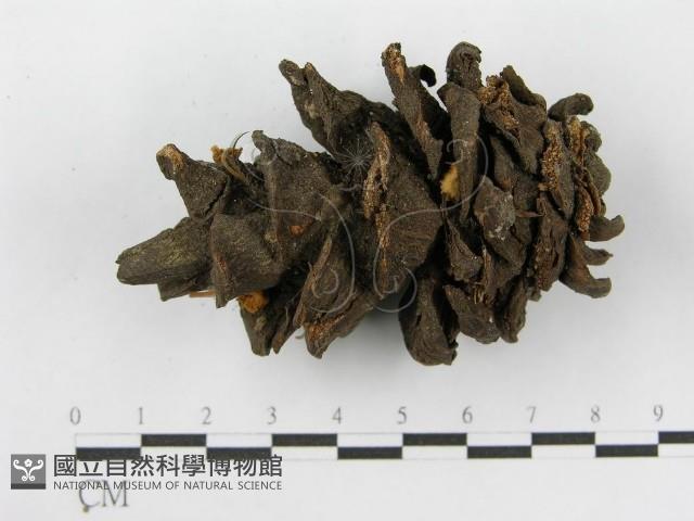 登錄號:F0019150藏品圖，第5張