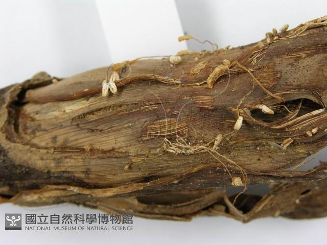 鬼傘屬藏品圖，第5張