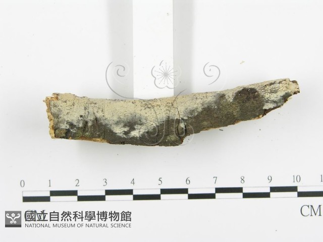 登錄號:F0013840藏品圖，第5張