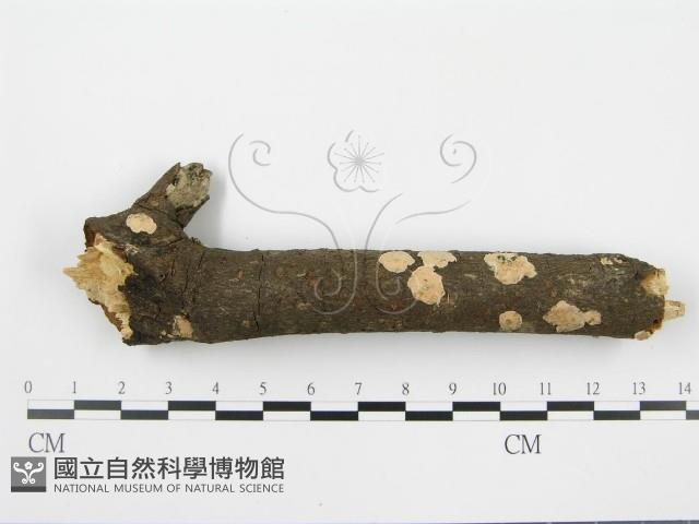 盤革菌屬藏品圖，第5張