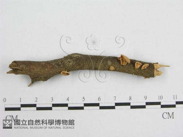 微皮傘屬藏品圖，第5張