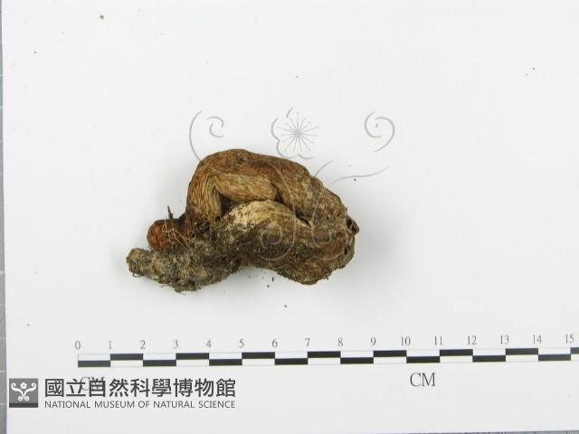 登錄號:F0003540藏品圖，第5張