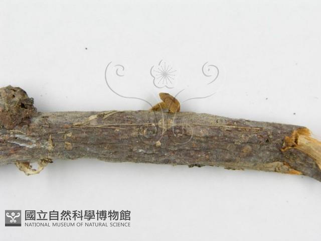 登錄號:F0011040藏品圖，第5張