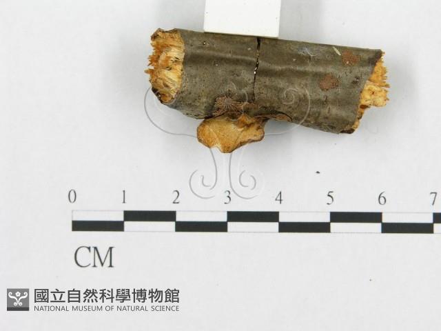 登錄號:F0007040藏品圖，第5張