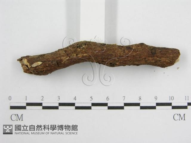 微皮傘屬藏品圖，第5張