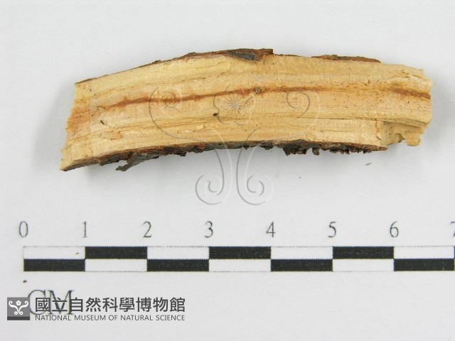 登錄號:F0016830藏品圖，第5張