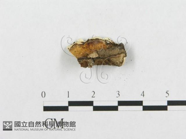 登錄號:F0007130藏品圖，第5張