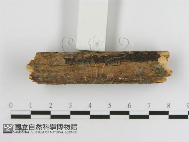 登錄號:F0005030藏品圖，第5張