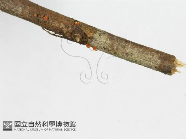 登錄號:F0000330藏品圖，第5張