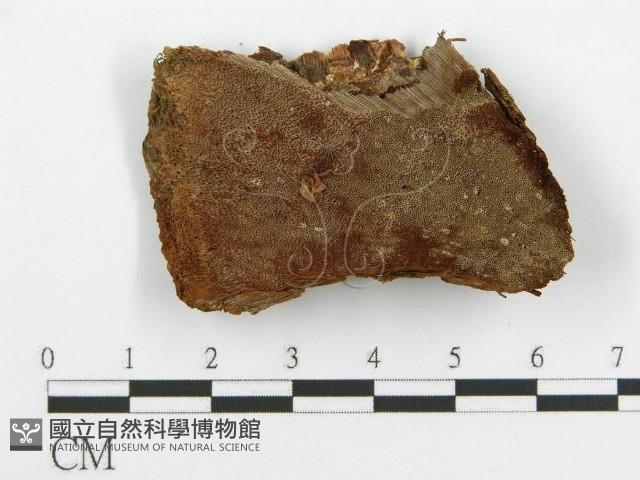登錄號:F0017330藏品圖，第5張
