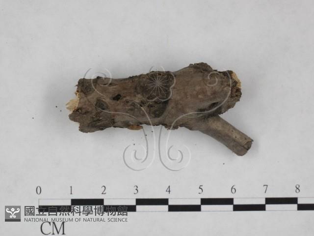 登錄號:F0025270藏品圖，第5張
