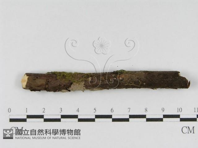 登錄號:F0010470藏品圖，第5張