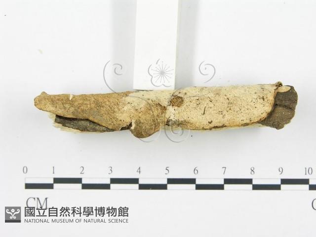 Accession Number:F0002470 Collection Image, Figure 5, Total 5 Figures