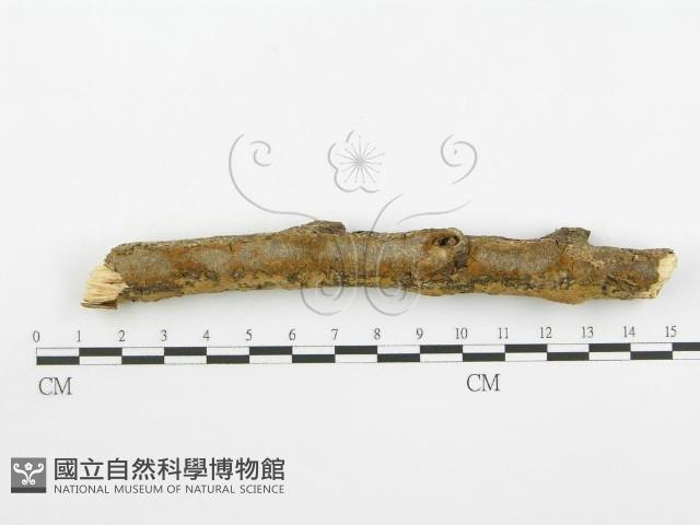 登錄號:F0001570藏品圖，第5張
