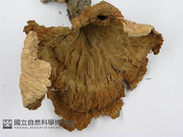 優雅波邊革菌藏品圖，第5張